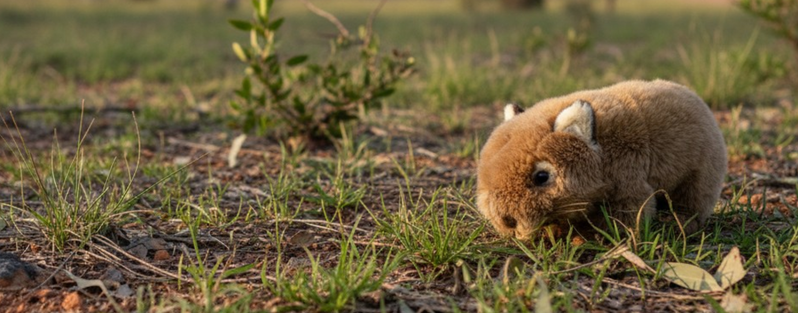 Wombats