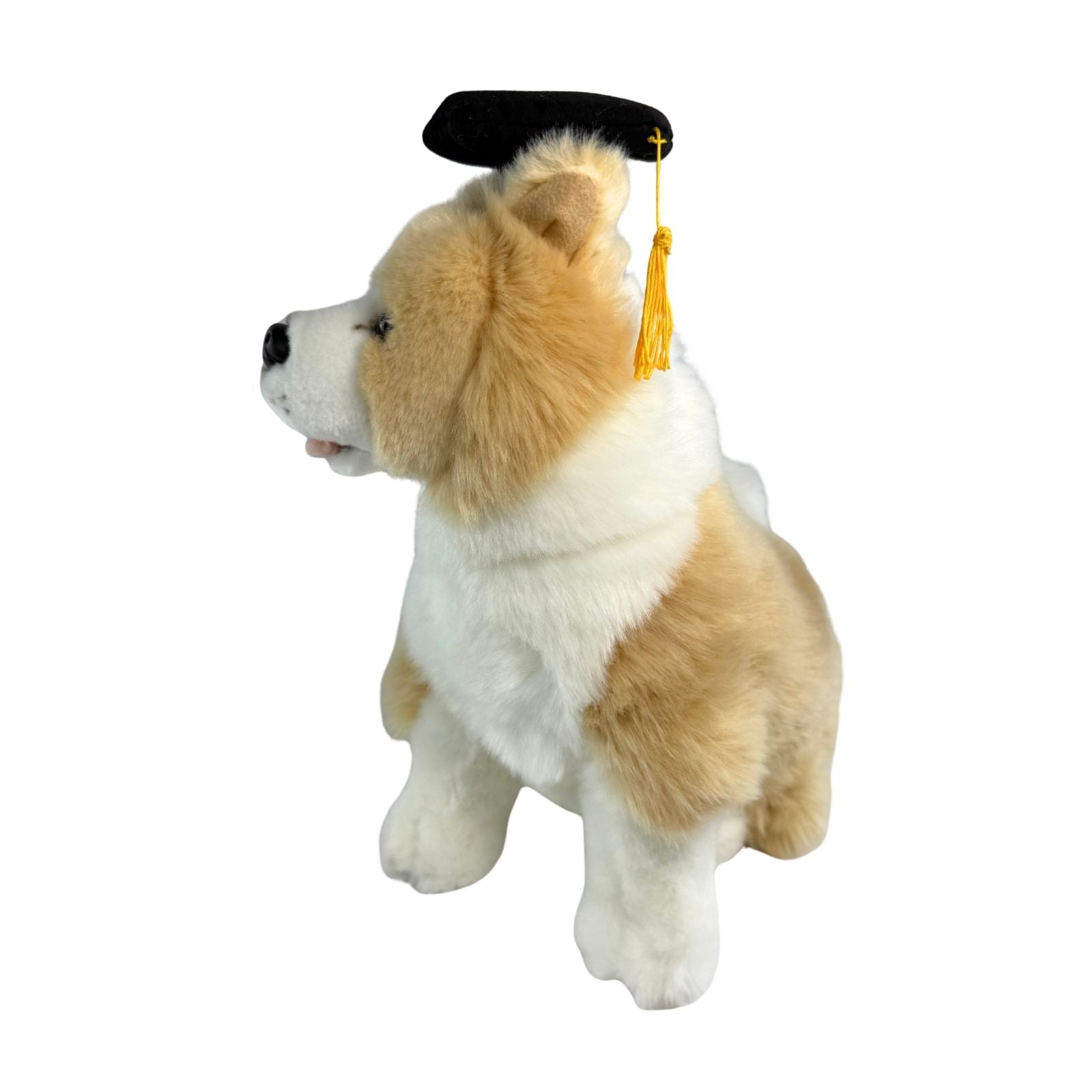 Gradhat Bailey - Border Collie with Graduation Hat