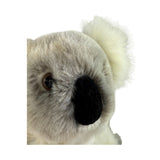 Close-up of a koala's face on a white background