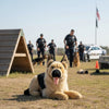 Caesar - German Shepherd - 64cm lying