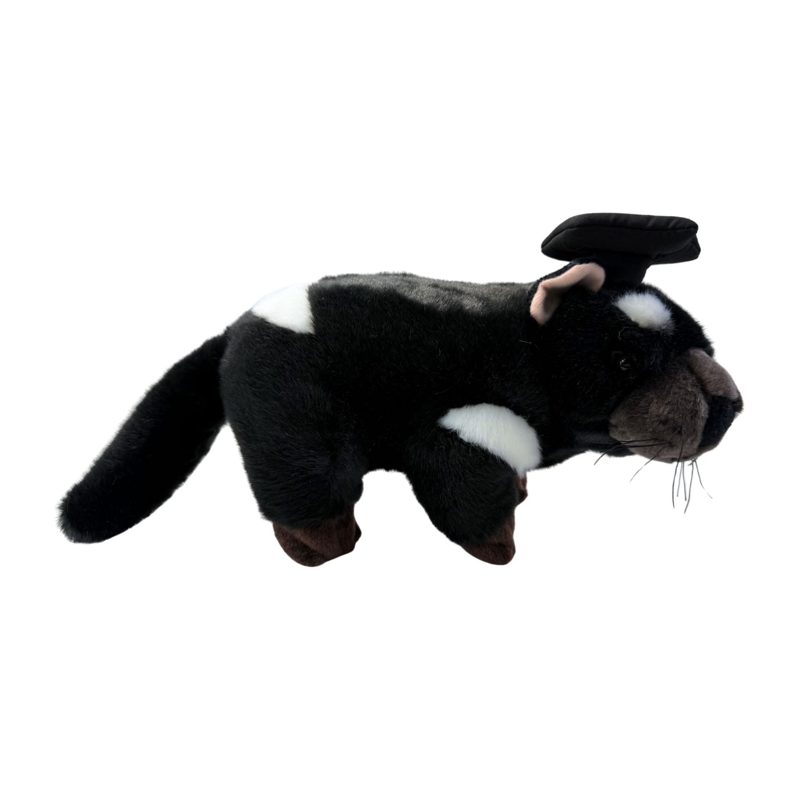 Side view of Diego Tasmanian Devil in graduation hat