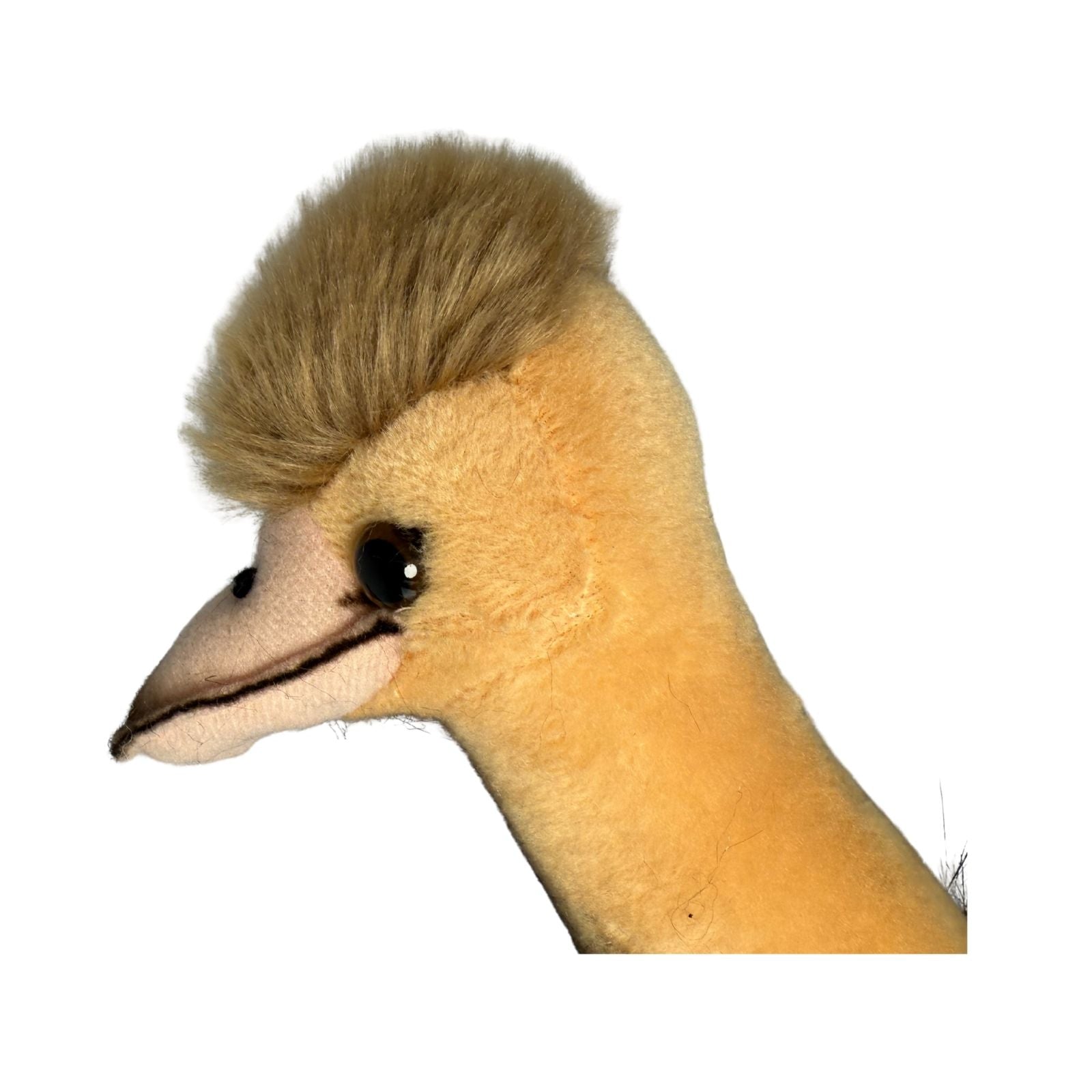Close-up of a emu head with a prominent crest on a white background
