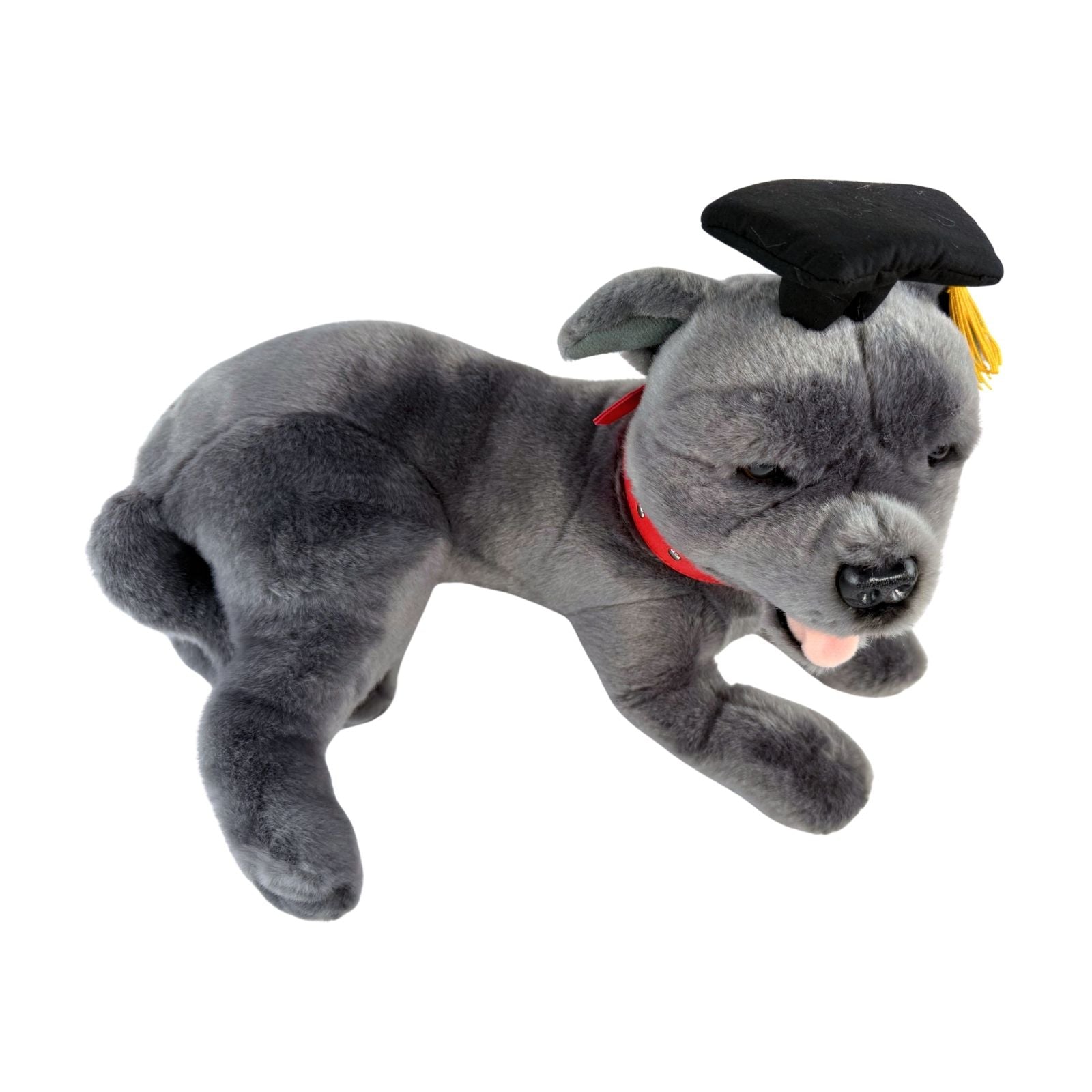 Lying Staffy plush toy in graduation hat