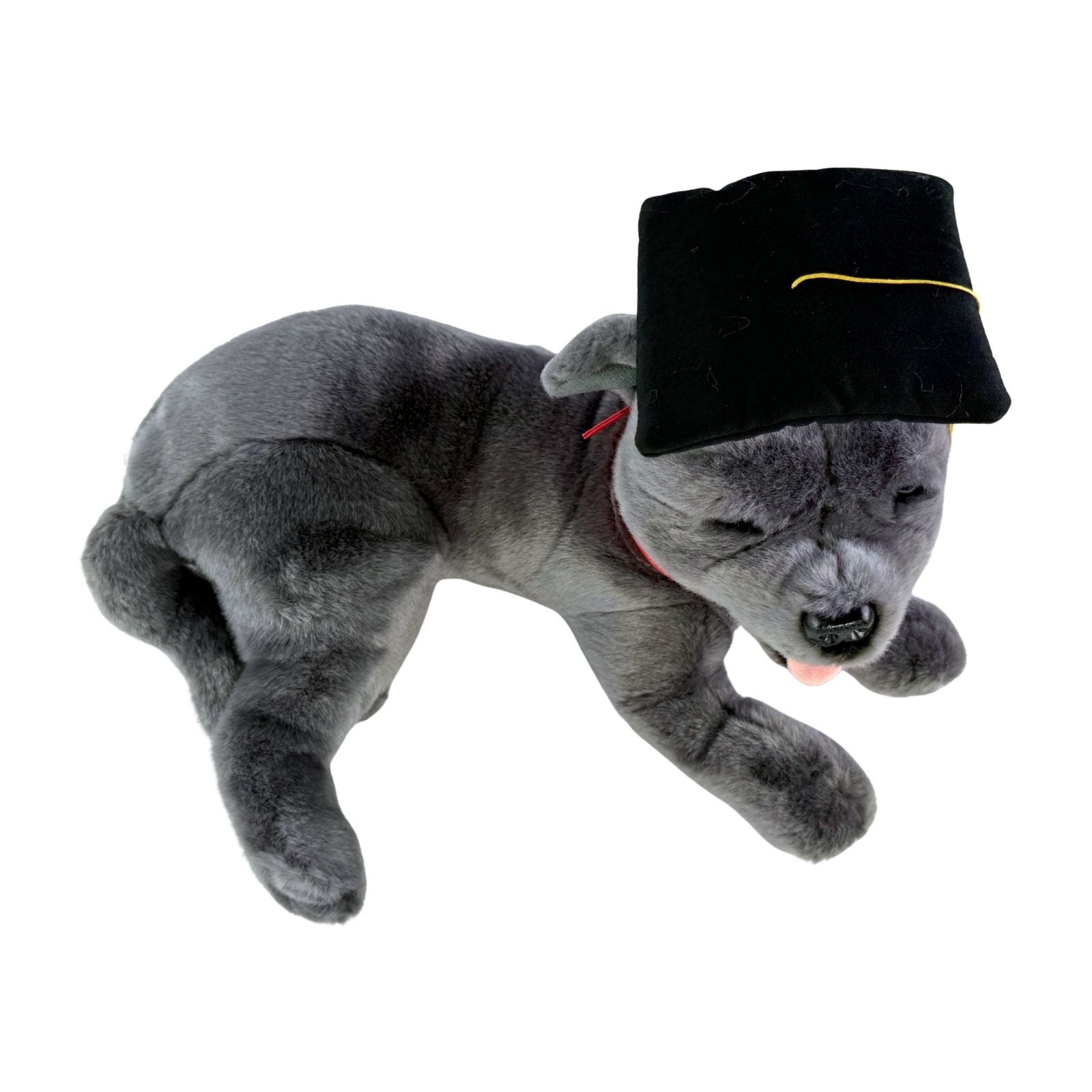 Lying Staffy plush toy in graduation hat