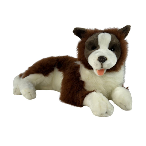 Fudge - Border Collie - 62cm lying, chocolate