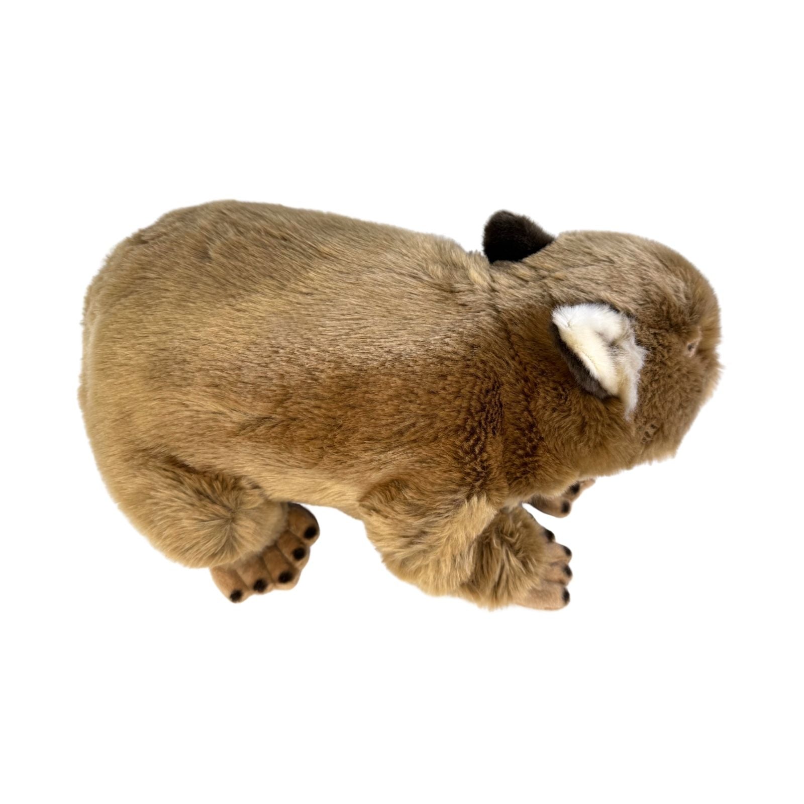 Plush toy otter on a white background