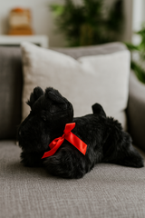 Haggis Scottish Terrier plush lying on a sofa