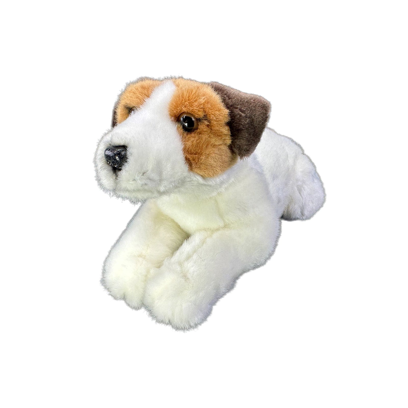 Sparky - Jack Russell Terrier Puppy For Sale In Pennsylvania - Foto 5