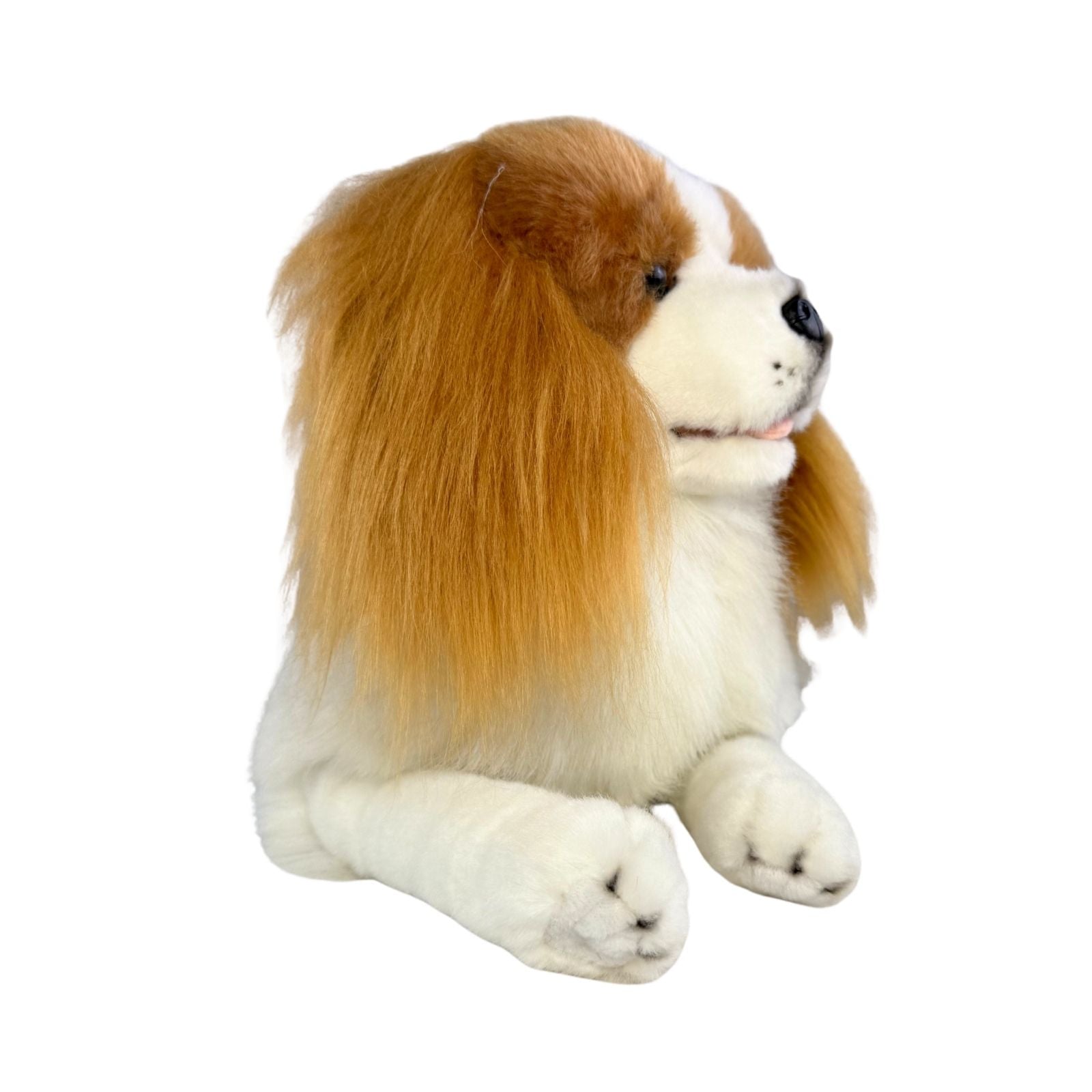 Lying Izzy Cavalier King Charles Spaniel front view