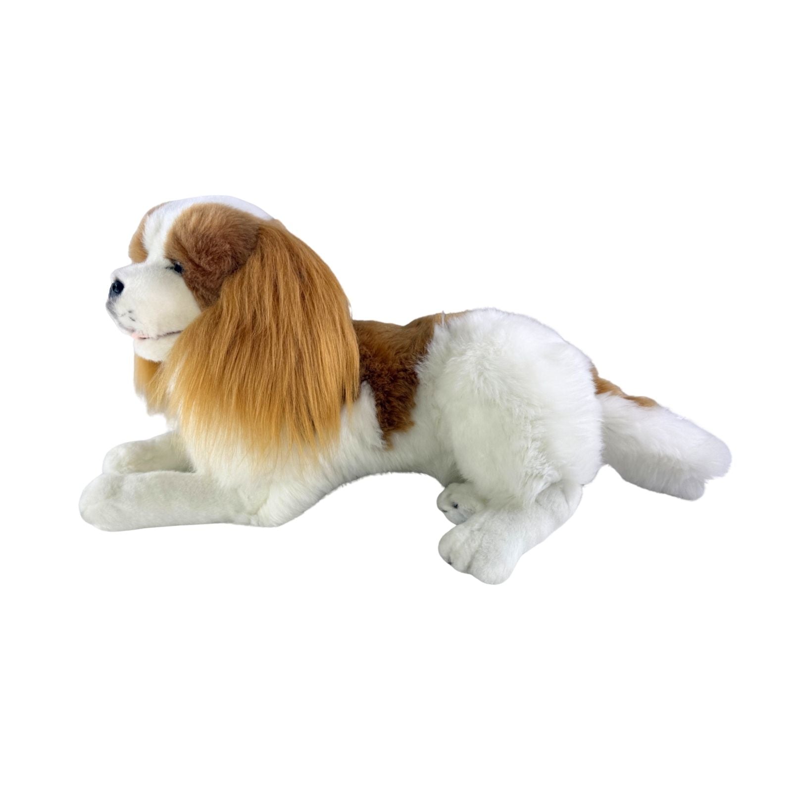 Lying Izzy Cavalier King Charles Spaniel side view