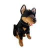 Jake - Kelpie - 38cm sitting, black and tan