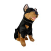 Jake - Kelpie - 38cm sitting, black and tan