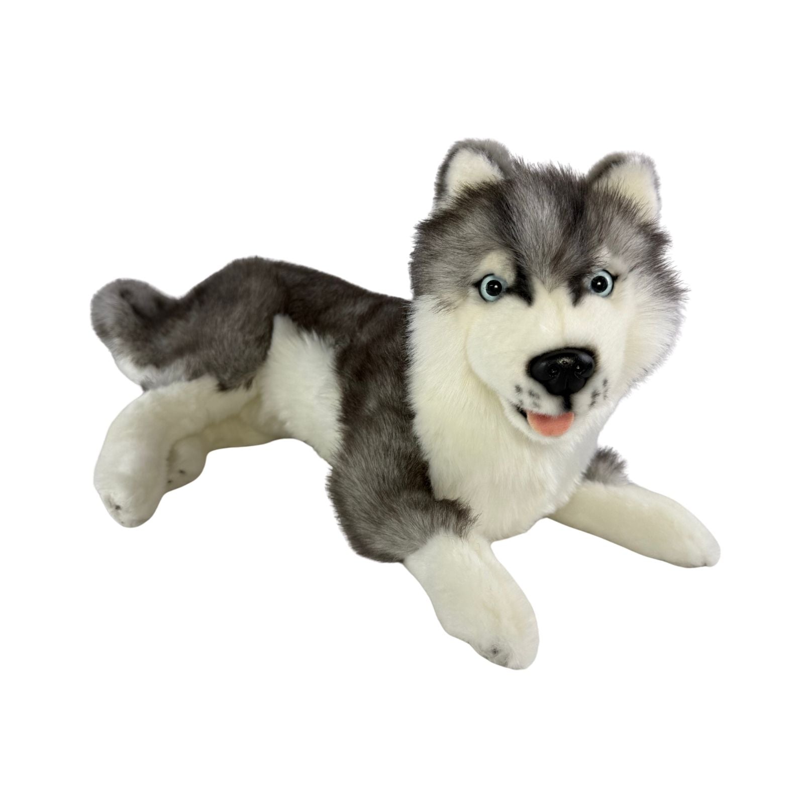 Madison Siberian Husky lying