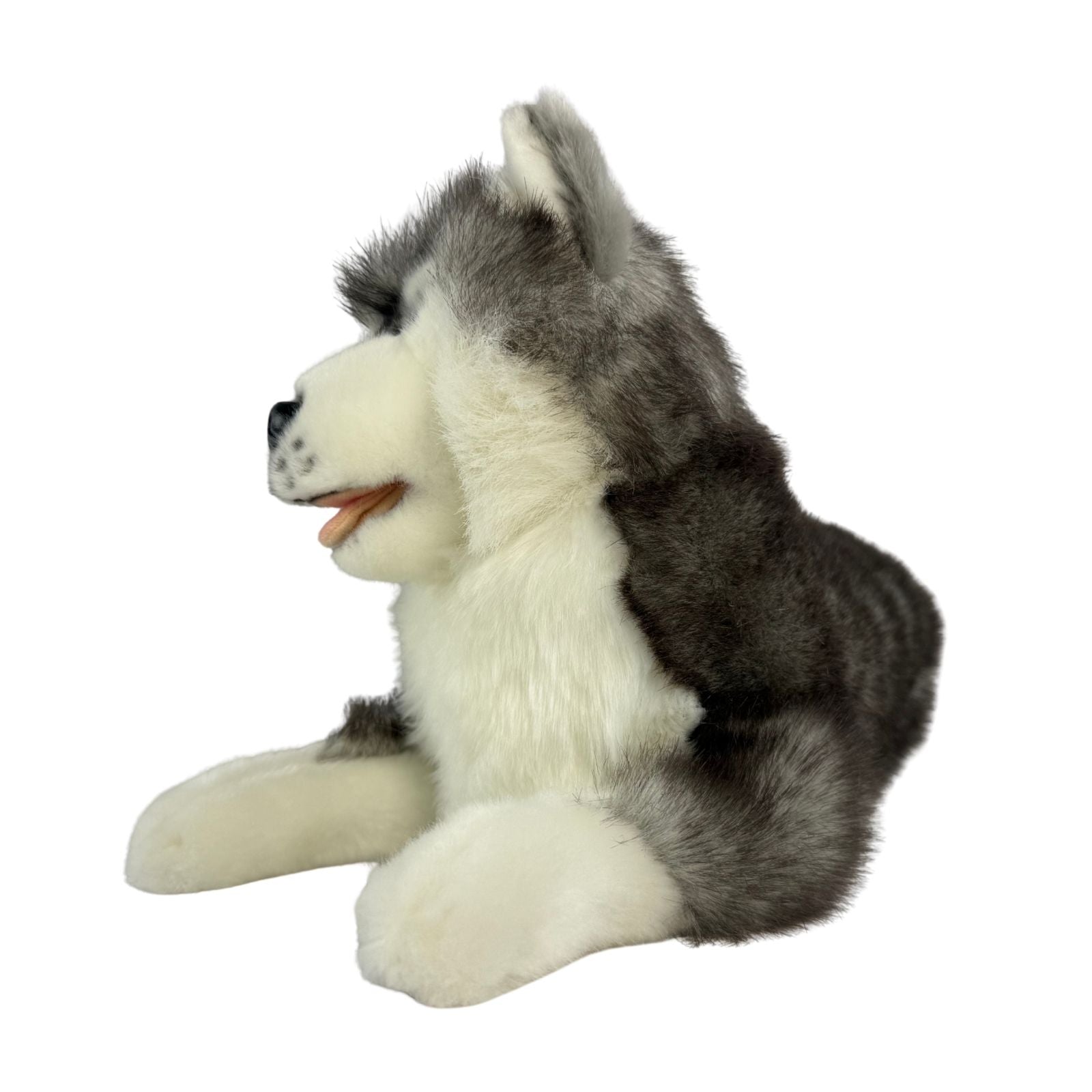 Madison Siberian Husky lying front view