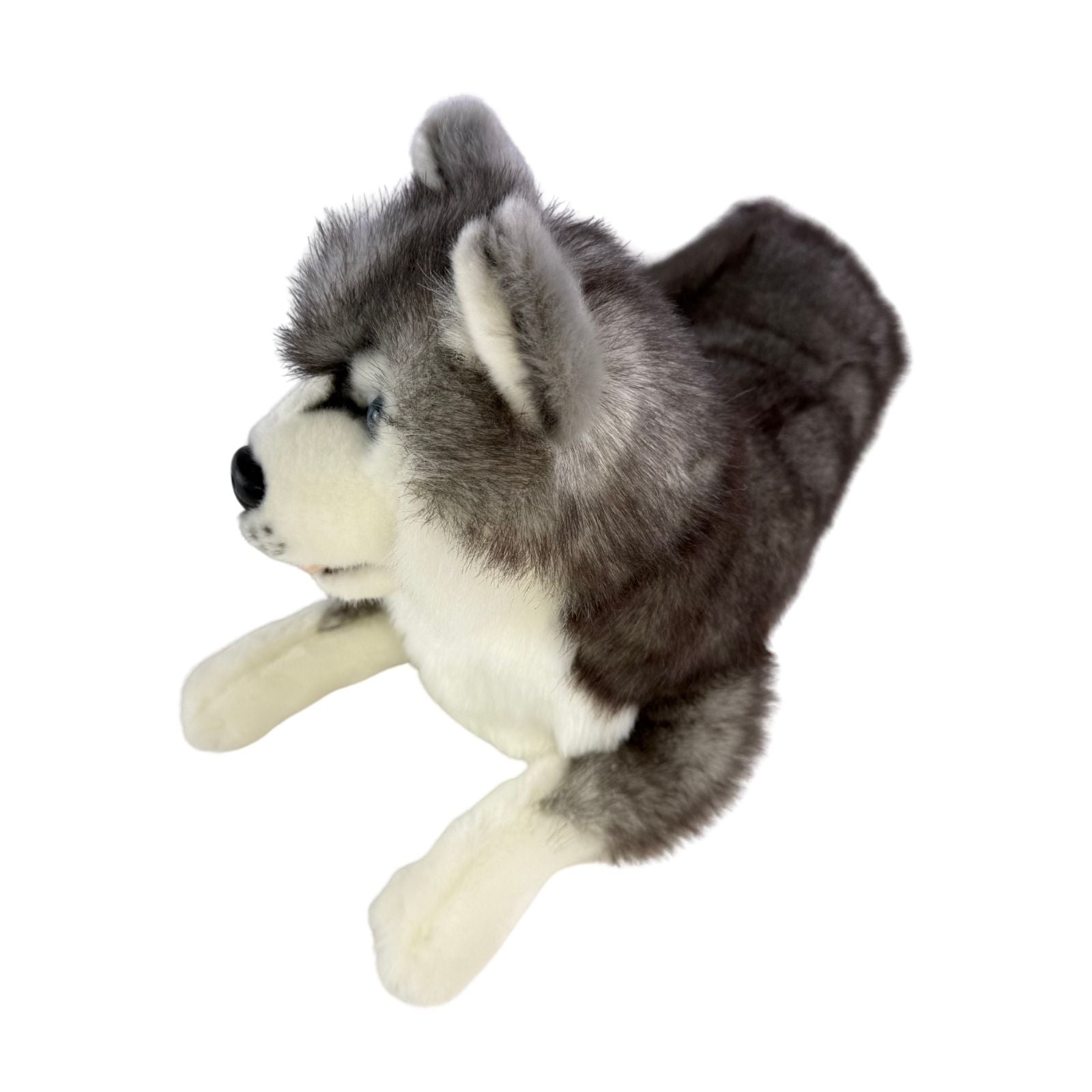 Madison Siberian Husky lying