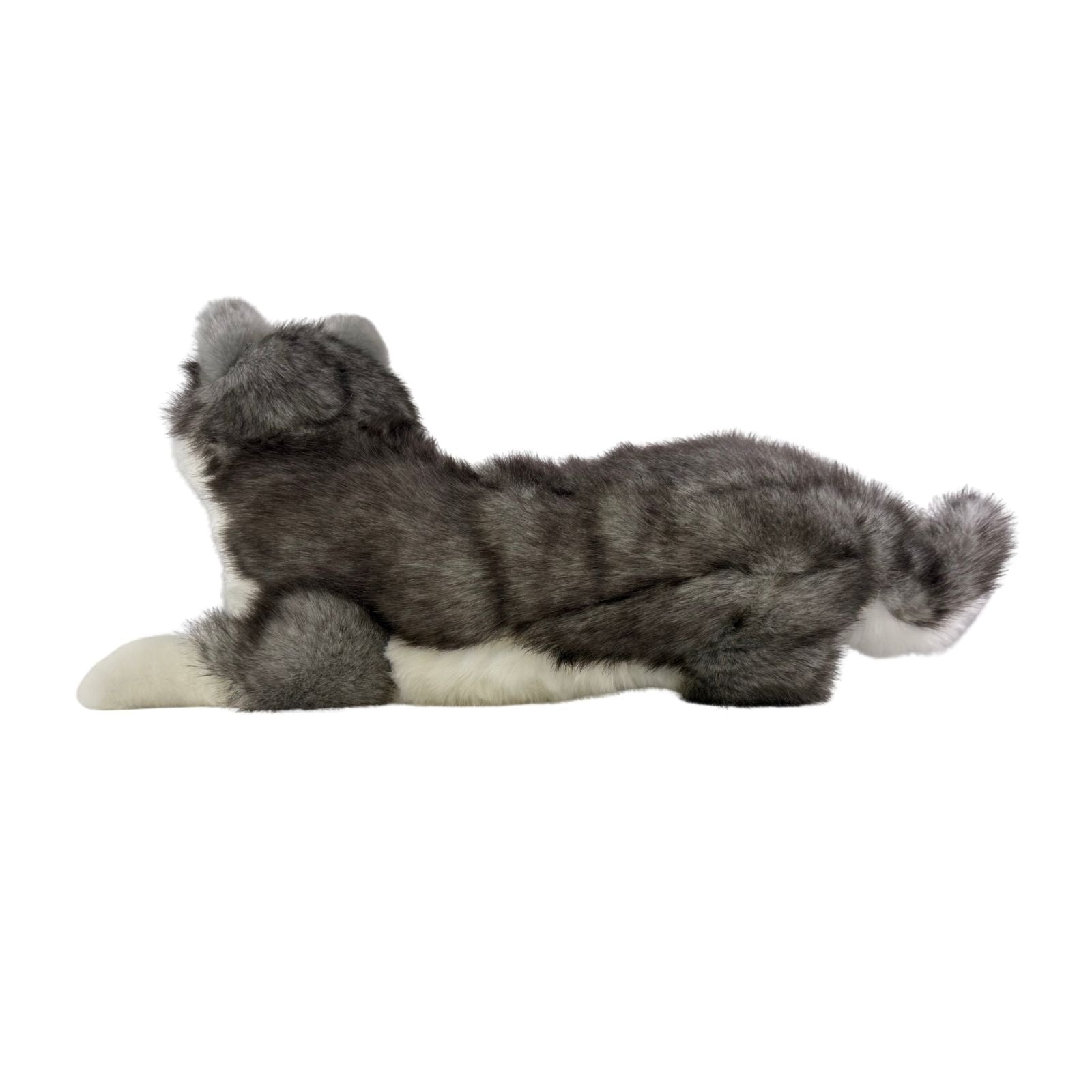 Madison Siberian Husky lying side view