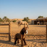 Makybe Arabian Horse in desert paddock with real horse.