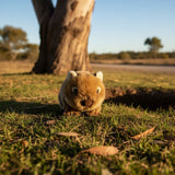 Small Wombat on grass with a tree in the background