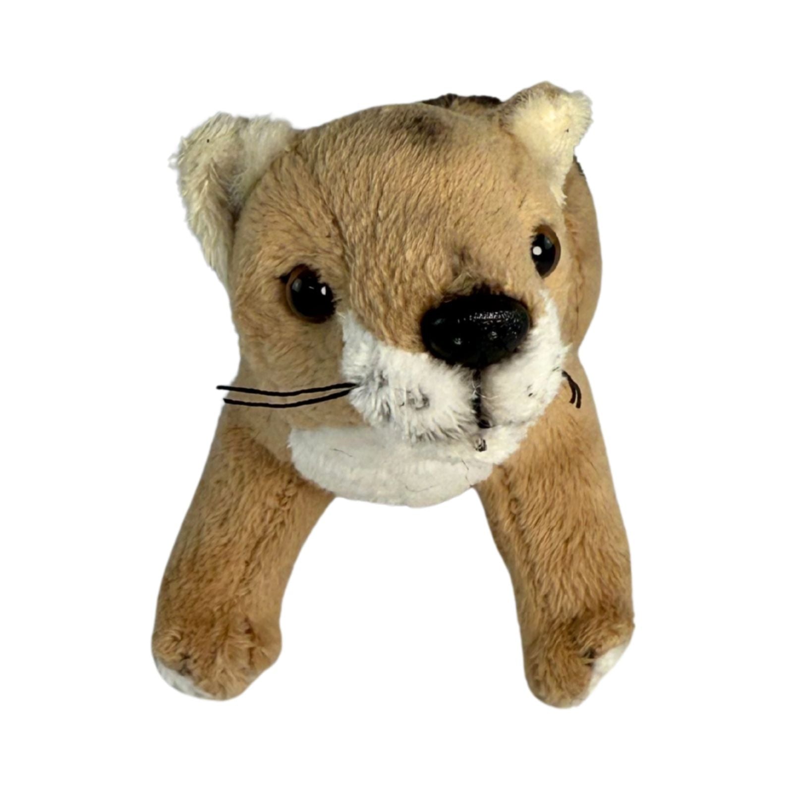 Baby Tassie tiger also known as Thylacines a small plush toy souvenir ideal size for children