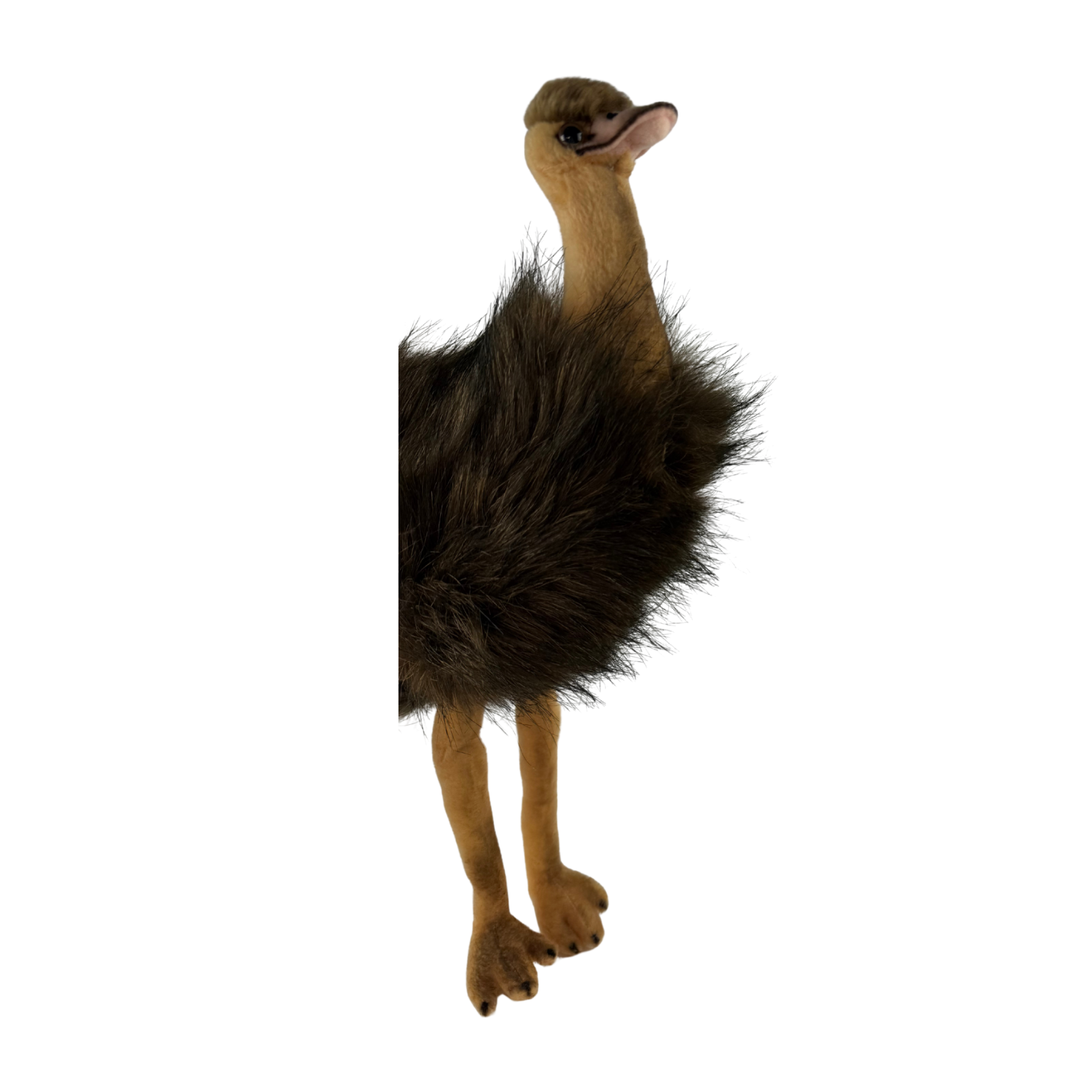 Plush toy emu on a white background