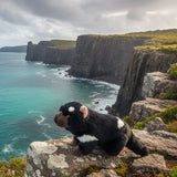 A plush Tasmanian devil toy sits on a lichen-covered rock in the foreground, looking out toward a dramatic coastal scene.