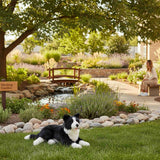 Starsky Border Collie plush toy lying on grass in healing garden