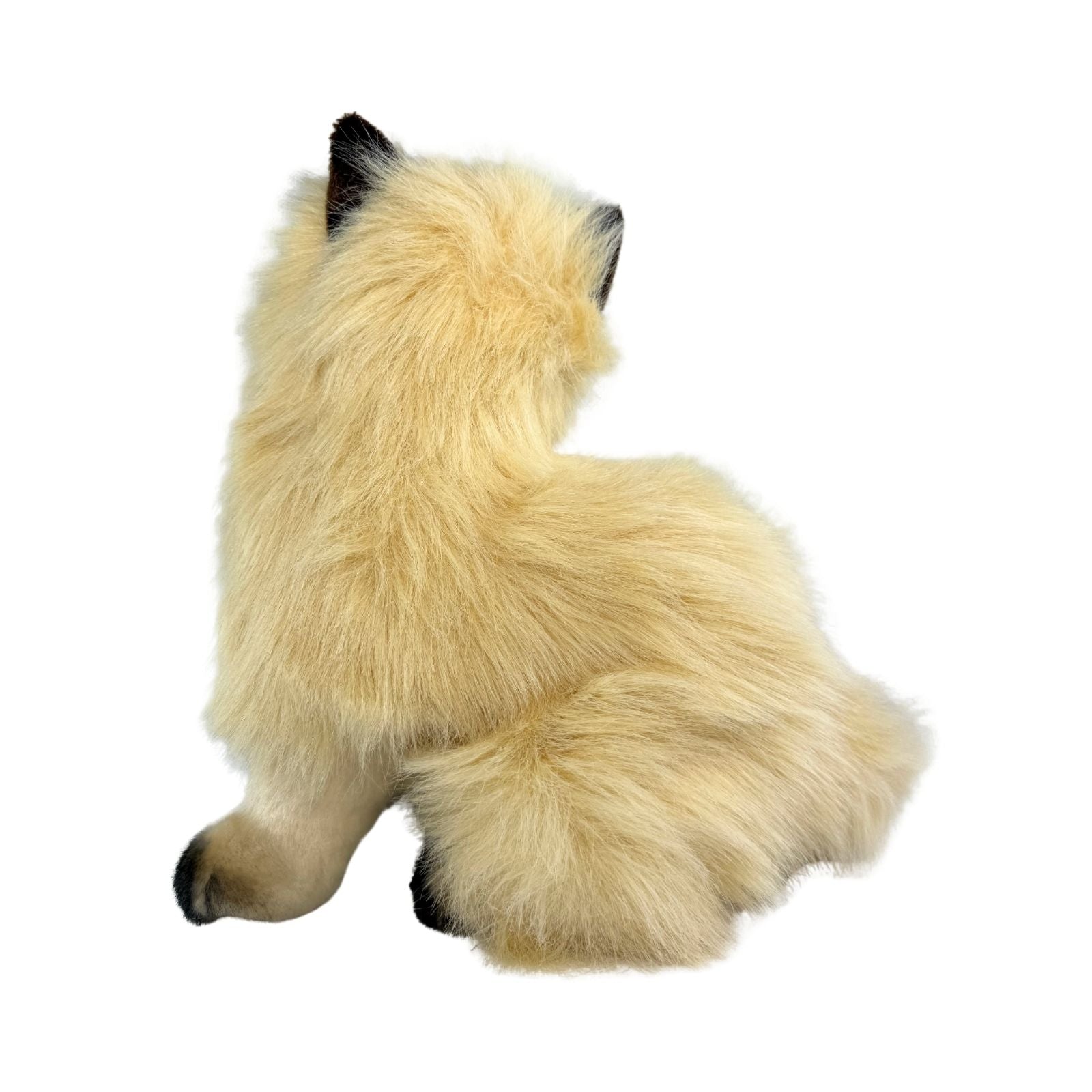 Toffee - Himalayan Cat - 34cm, sitting
