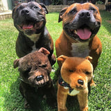 Two real Staffy sitting behind matching plush toy versions.