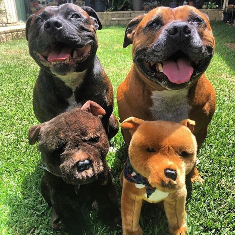 Two real Staffy sitting behind matching plush toy versions.