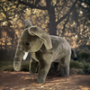 Arthur (Elephant)