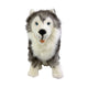 Siberian Husky soft plush toy