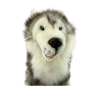 Brock (Husky - 35cm sitting)