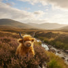 Buttercup (Highland Cow - 25cm)