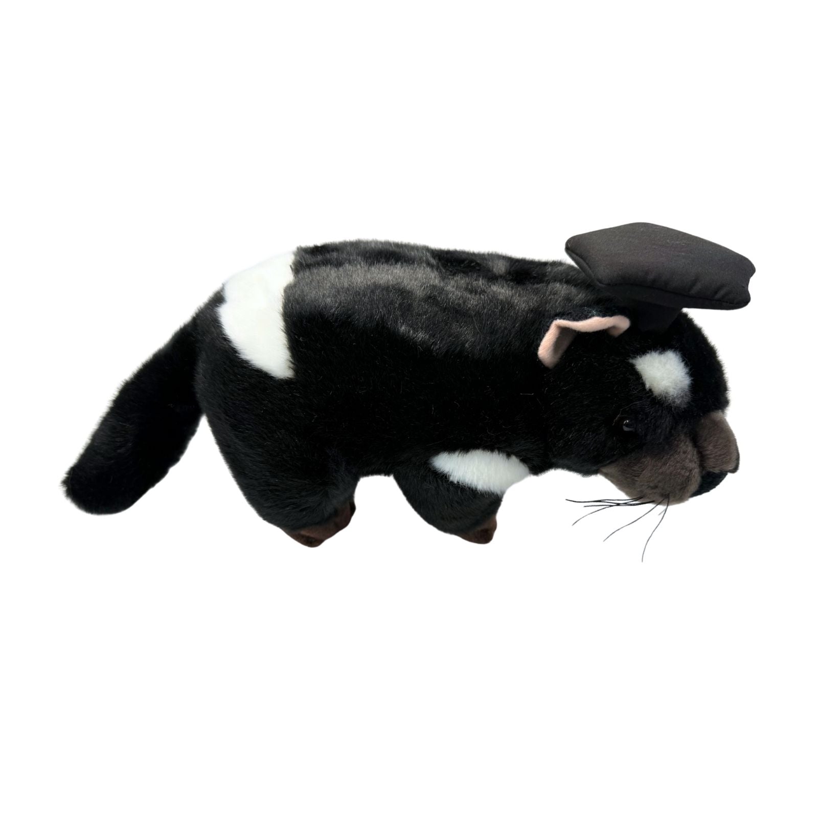 Side view of Diego Tasmanian Devil in graduation hat
