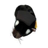 Top view of Diego Tasmanian Devil in graduation hat