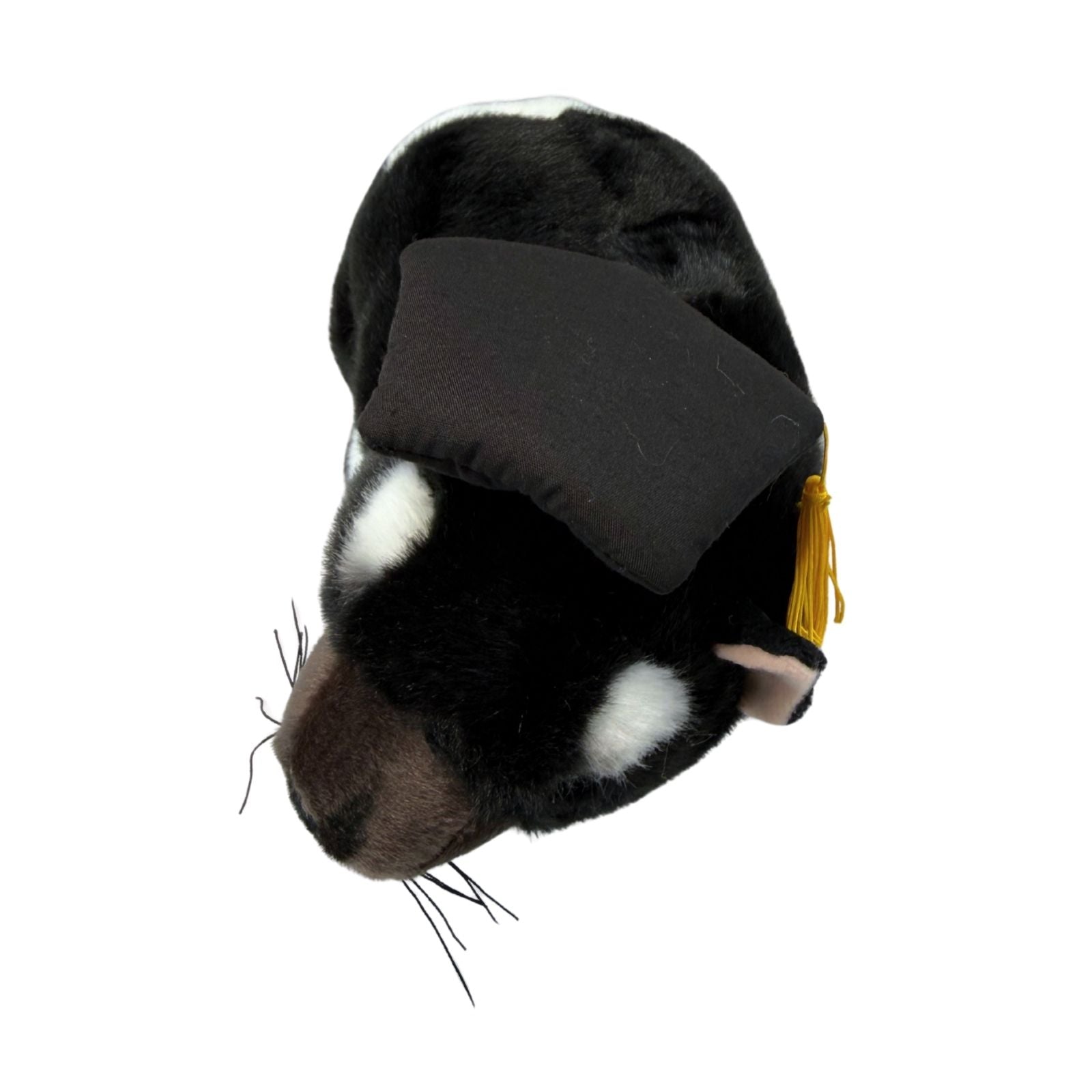 Top view of Diego Tasmanian Devil in graduation hat