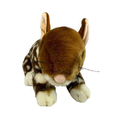 Dotti - Eastern Quoll - 30cm