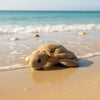 Doug (Turtle - 27cm)