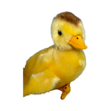 Close-up side view of duckling plush toy
