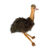 Plush toy emu on a white background
