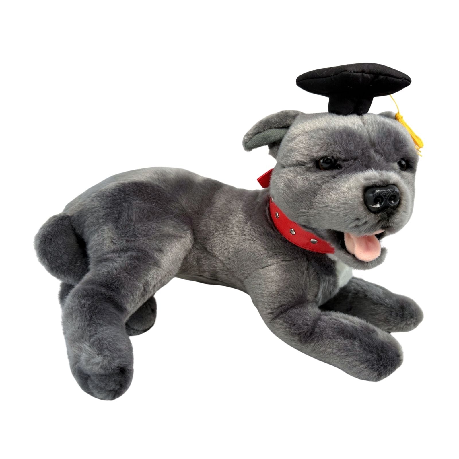 Lying Staffy plush toy in graduation hat