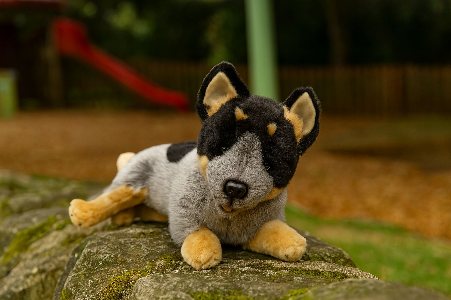 Lying blue heeler plush dog toy outdoors
