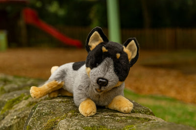 Gallagher (Cattle Dog - 35cm lying)