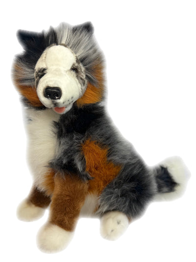 Oakley(Australian Shepherd - 35cm sitting, Blue Merle)