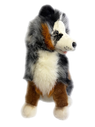 Oakley(Australian Shepherd - 35cm sitting, Blue Merle)