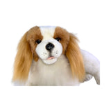 Lying Izzy Cavalier King Charles Spaniel front close up