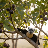 Fruit Bat perched among tree branches with figs