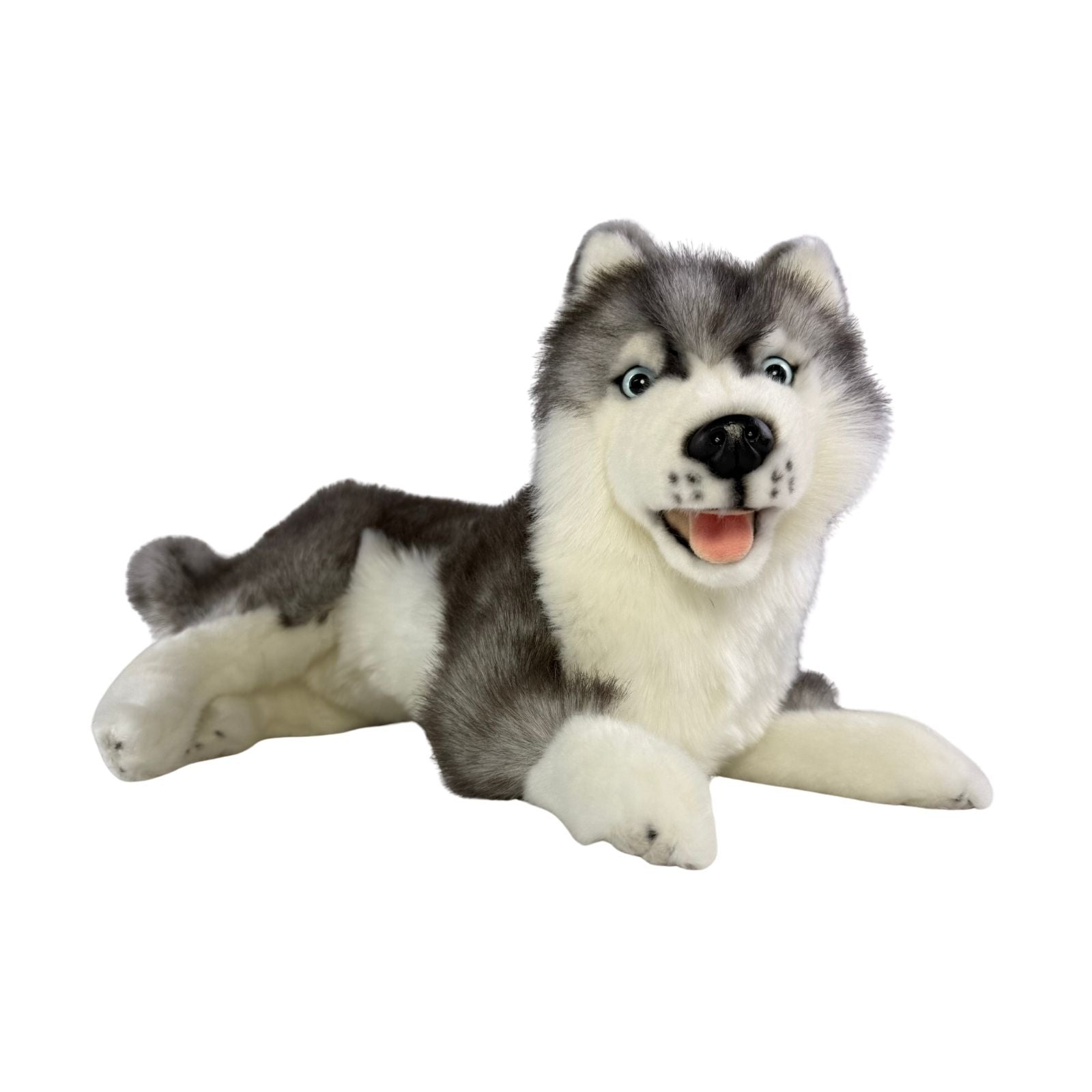 Madison Siberian Husky lying front view