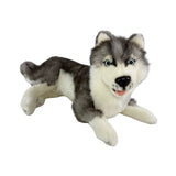Madison Siberian Husky lying