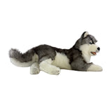 Madison Siberian Husky lying side view